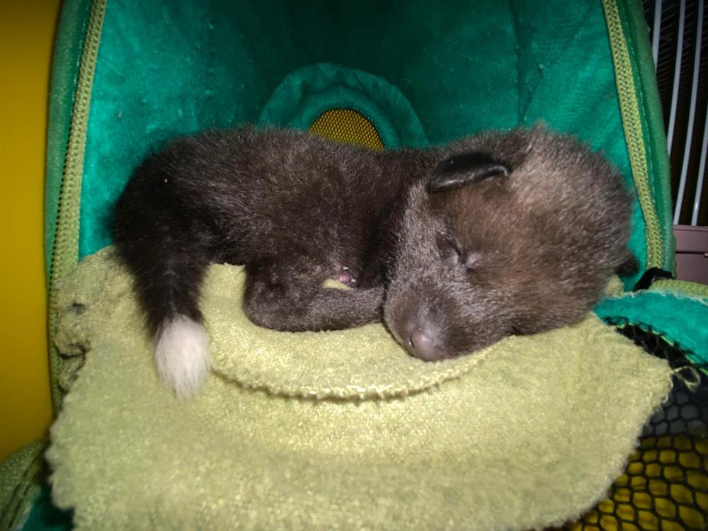 Filhote de lobo-guará nasce no Zoológico de Guarulhos