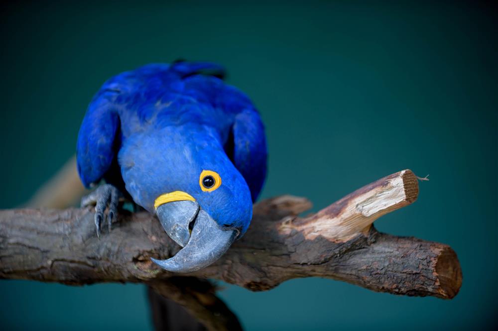 Zoológico de Guarulhos forma casal de arara azul, espécie ameaçada de extinção