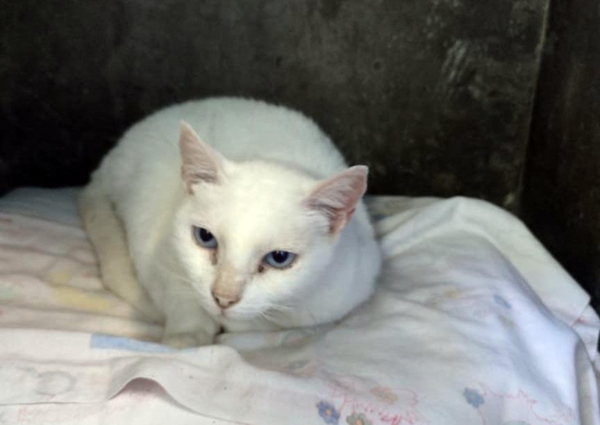 Proteção Animal tem gatinhos castrados e vacinados à espera de adoção em Guarulhos