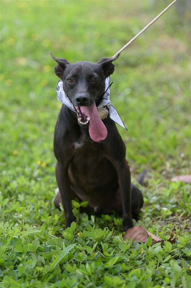 Guarulhos abre inscrições para castração gratuita de cães e gatos