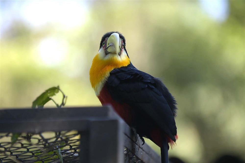 Pássaros e tráfico de animais são temas de atividades gratuitas nesta sexta-feira