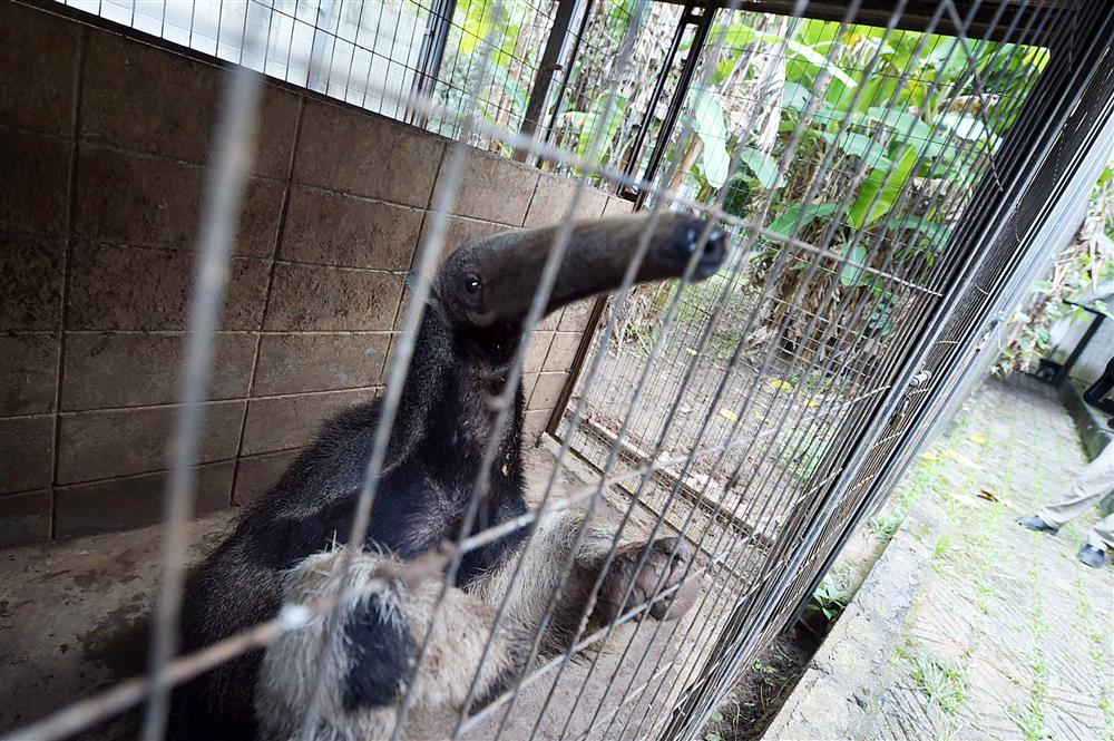 Atropelamento de animais silvestres é tema de rodas de conversa no Zoo