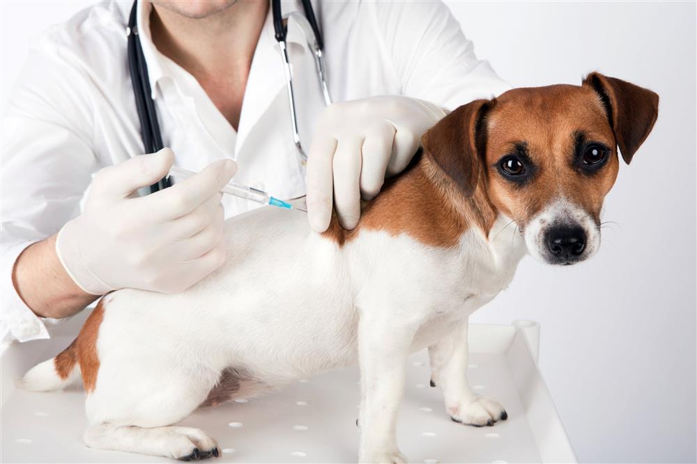 Vacinação de cães e gatos contra a raiva acontece de 7 de agosto a 14 de setembro