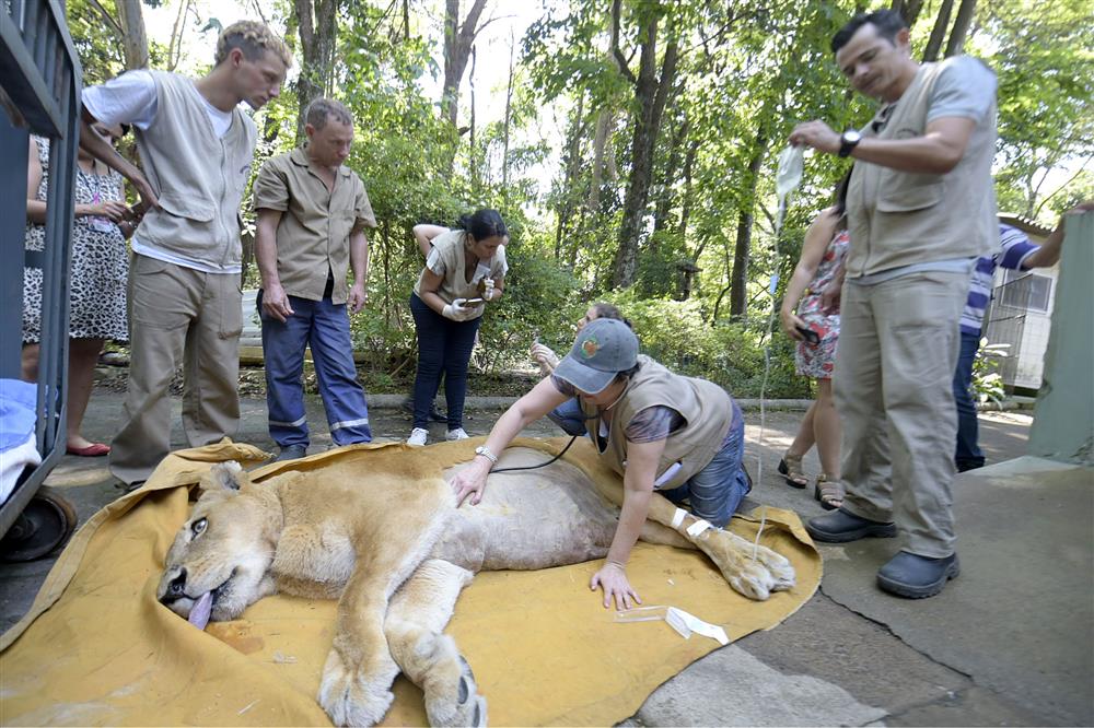 Zoológico monta mega operação para examinar leoa