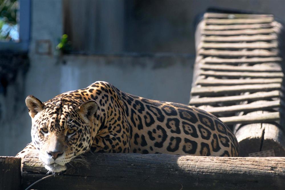 "Jaguar" é tema de atividade no Zoológico nesta terça-feira