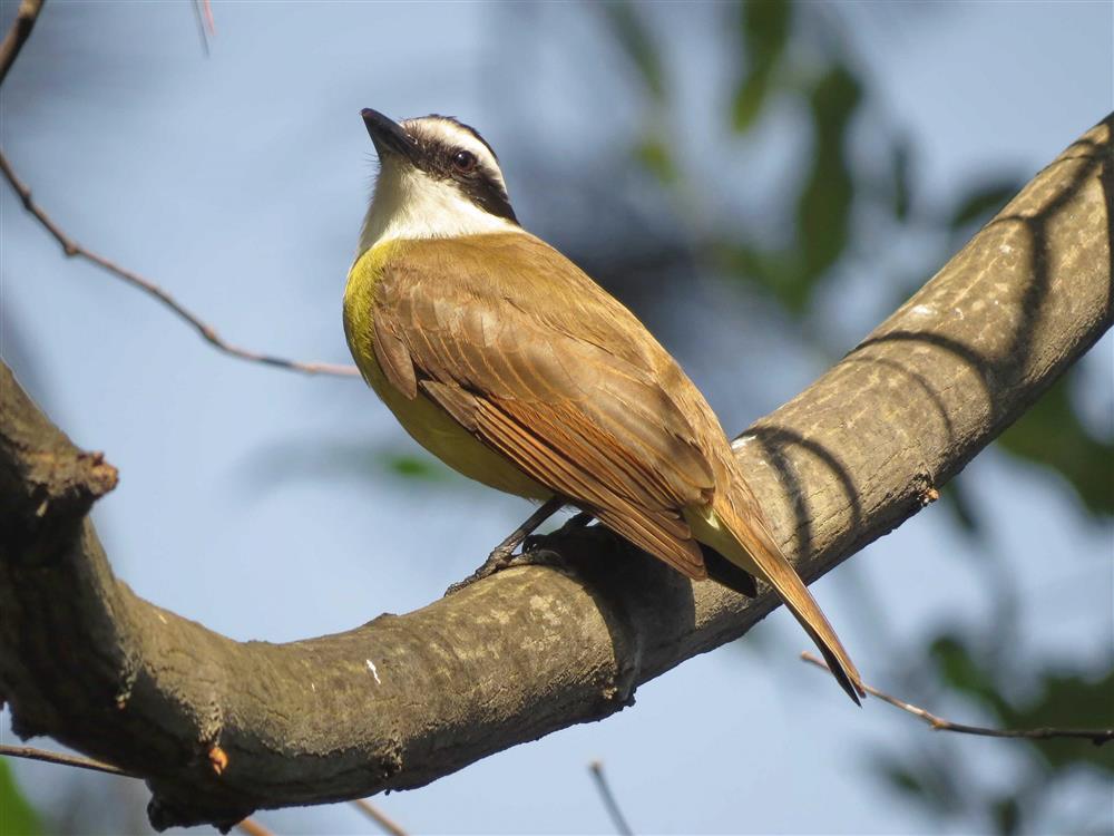 Bosque Maia realiza passeio para observação de aves neste domingo