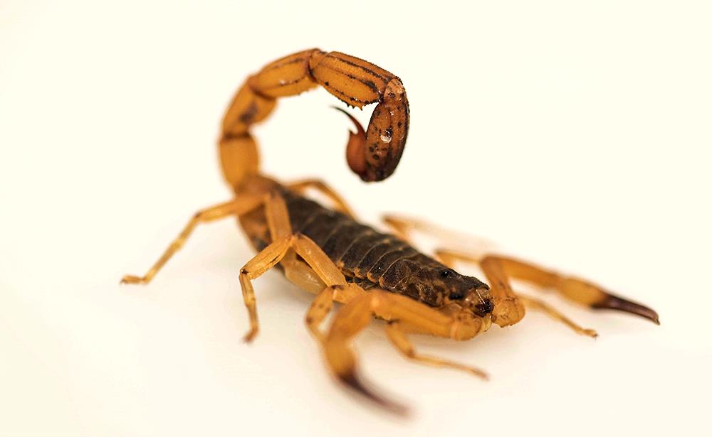 Escorpiões: Como preveni-los