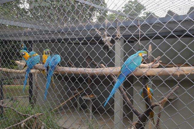 Aves e primatas são temas de rodas de conversa no Zoológico