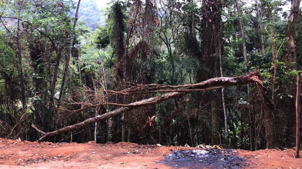 Prefeitura interrompe desmatamento na região do Sítio da Candinha